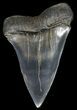 Large Fossil Mako Shark Tooth - #45955-1